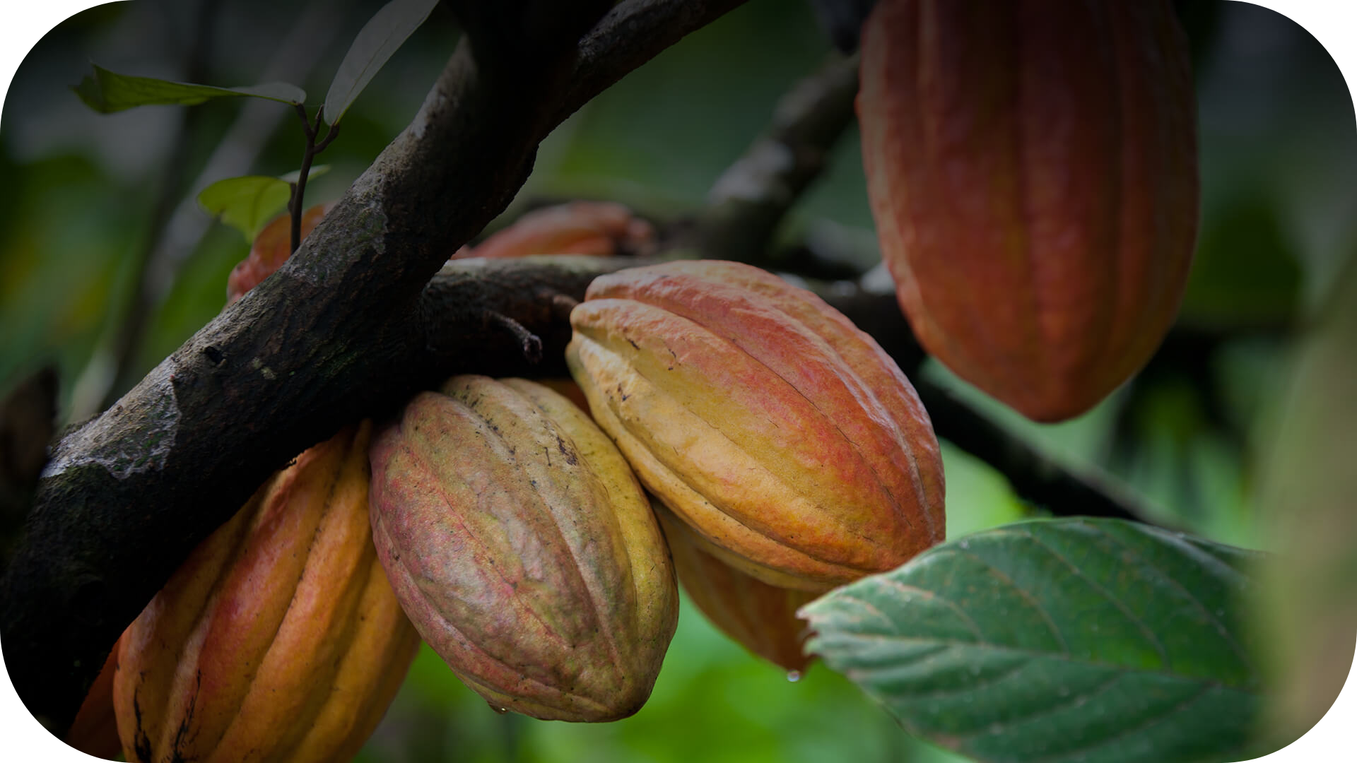 Cacao pods growing on a Theobroma cacao tree, representing the starting point of the cacao value chain